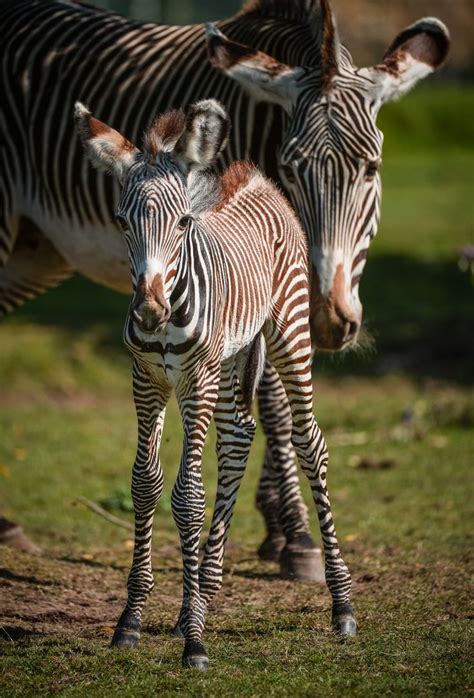 Rare Zebra Foal Earns Its Stripes Zebra Foals Chester Zoo