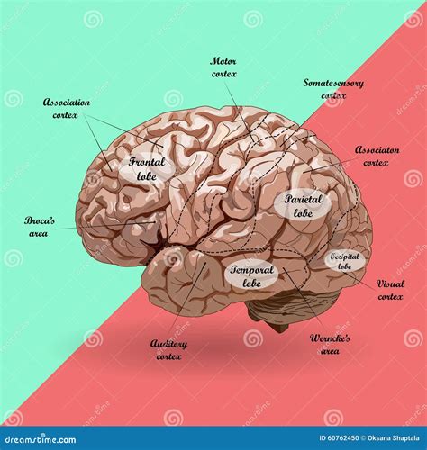 Realistische Menselijke Hersenen Regeling Vector Illustratie