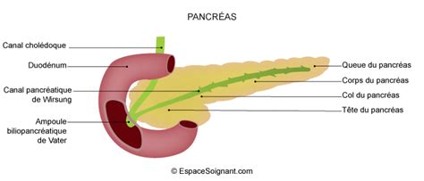 Cours IFSI Système endocrinien pancréas anatomie physiologie UE