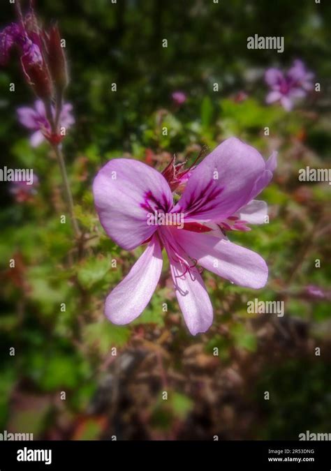 Natural Close Up Flowering Plant Portrait Of Pelargonium Citriodorum