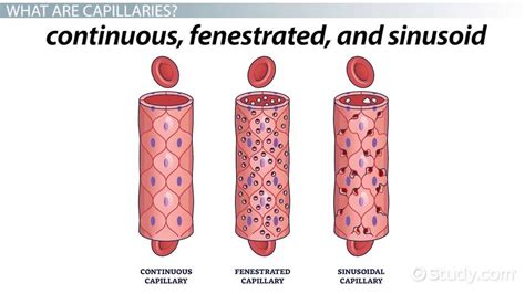 Types of Capillaries: Continuous, Fenestrated & Sinusoidal - Video | Study.com