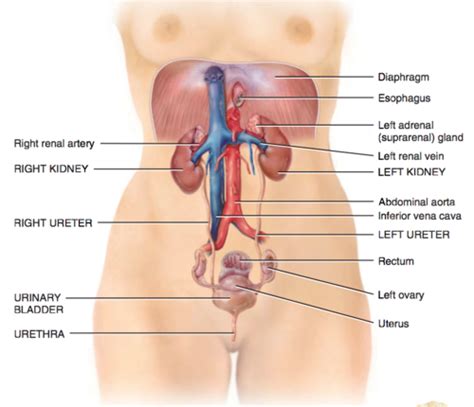 The Urinary System Flashcards Quizlet