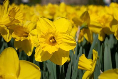 10 Types Of Yellow Daffodils - A-Z Animals