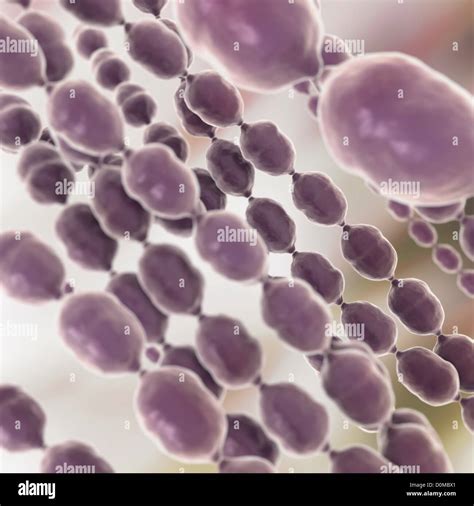 Coccus shaped bacteria hi-res stock photography and images - Alamy