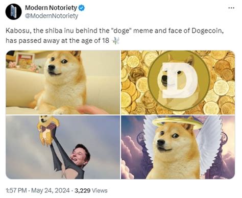 Kabosu Beloved Dog Who Inspired Doge Meme Dies See Her Iconic Memes