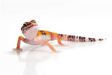 Do Leopard Geckos Bite Does It Hurt Atbuz