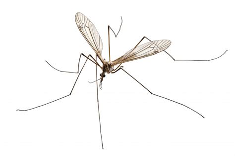 Crane Fly (Mosquito Hawk, Mosquito Eater) Identification Guide