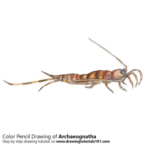 How to Draw a Archaeognatha (Insects) Step by Step | DrawingTutorials101.com