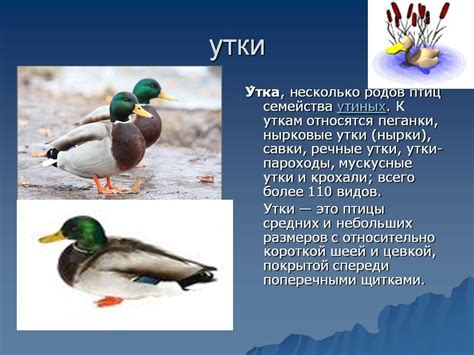Селезень: кто это, описание, характеристика, фото