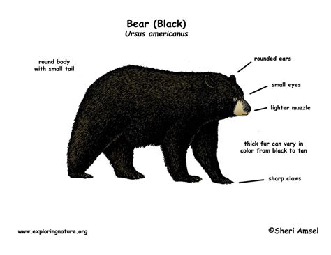 Bear (Black)