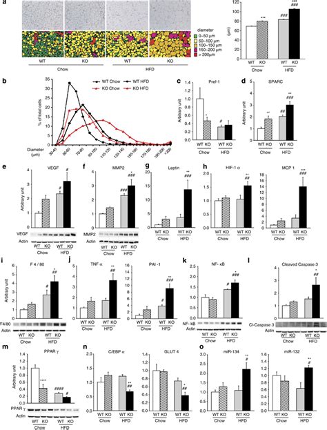 Hfd Induced Adipose Tissue Hypertrophy Hypoxia And Inflammation In