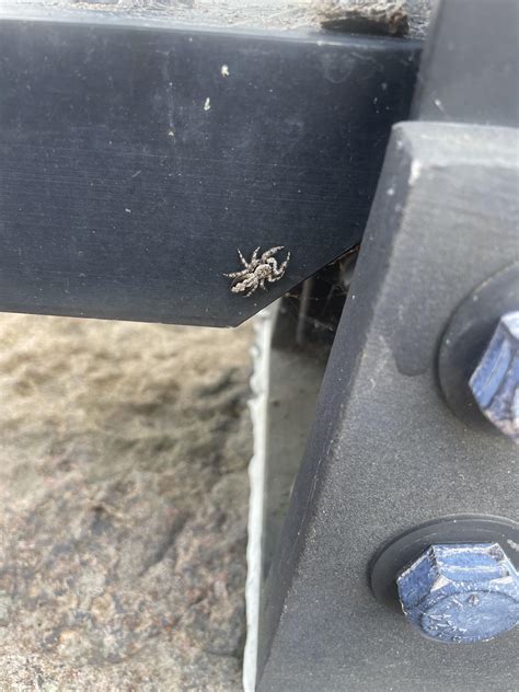 What kind of spider is this? : r/bugidentification