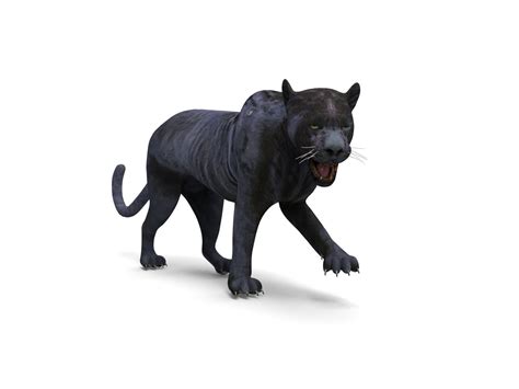 D Model D Wild Black Panther Rigged Model Vr Ar Low Poly Rigged