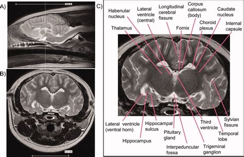 Neuroanatomy And Volumes Of Brain Structures Of A Live California Sea