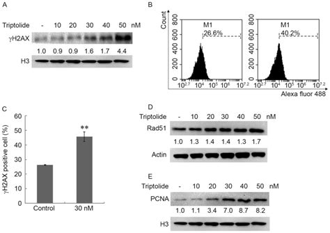 Triptolide Induces Dna Breaks Activates Caspase Dependent Apoptosis