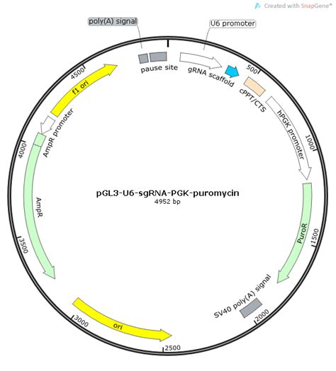 Pgl3 U6 Sgrna Pgk Puromycin载体质粒图谱 优宝生物