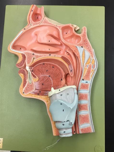 Oral Cavity Anatomy Model