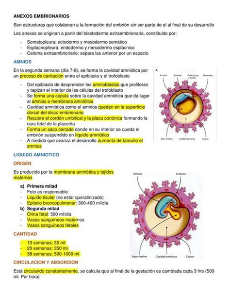 Placenta Y Anexos Embrionarios Guty Torres Udocz