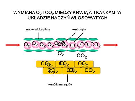 Mięsień sercowy Poprzecznie prążkowany ppt video online pobierz