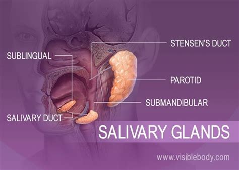 Digestive Accessory Organs Food For Digestion Digestion Salivary Gland