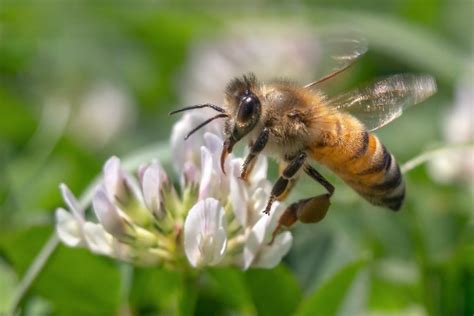 Why Clover Is Great For Bees And Which Clover Is Best For Pollinators