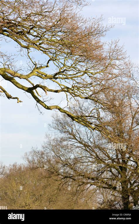 Berkshire Countryside scene, Holyport, UK Stock Photo - Alamy