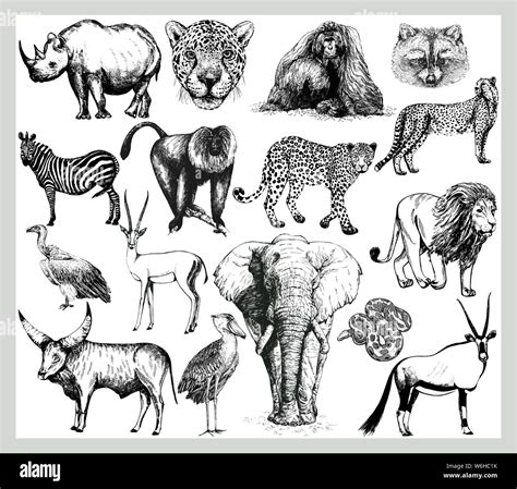 Big set of hand drawn sketch style wild animals isolated on white ...