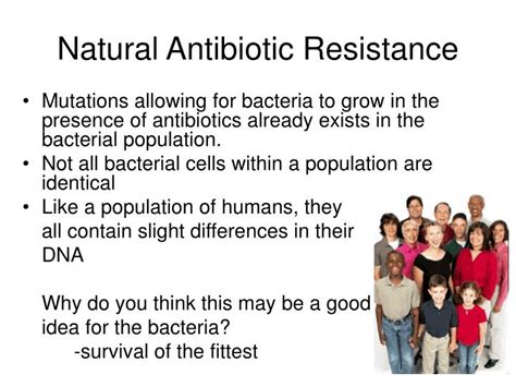 Ppt Antibiotic Resistant Bacteria Natural Selection At Work Powerpoint Presentation Id 1194183