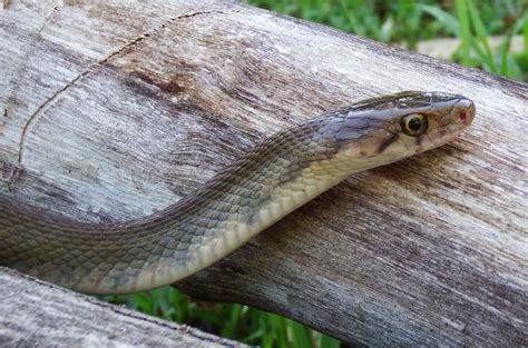 Ular Asli Indonesia Colubridae