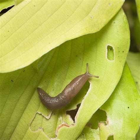 Comment se débarrasser des escargots qui attaquent les plantes