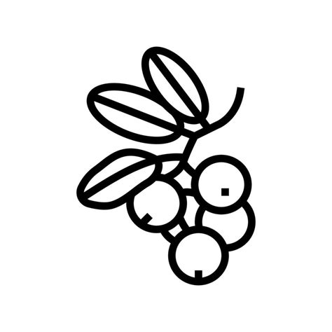 lingonberry berry  icon vector illustration  vector art