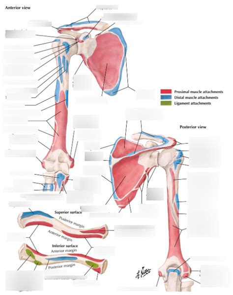 Upper Extremity Origin And Insertions Diagram Quizlet