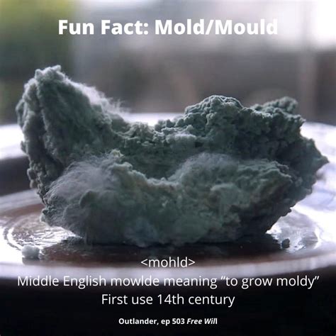 Penicillium Mold Labeled