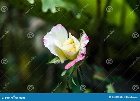 White rose in the garden stock photo. Image of close - 248095314