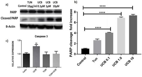 Quantification Of Parp And Caspase Expression A Western Blot Of Parp