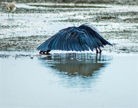 Black Heron In Umbrella Hunting Mode Selous Gr Tanzan Flickr