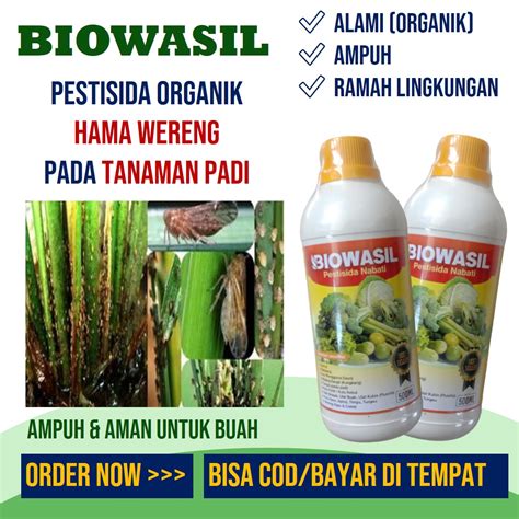 Pestisida Semprot BIOWASIL 500 Ml Atasi Wereng Coklat Padi Sawah Ampuh