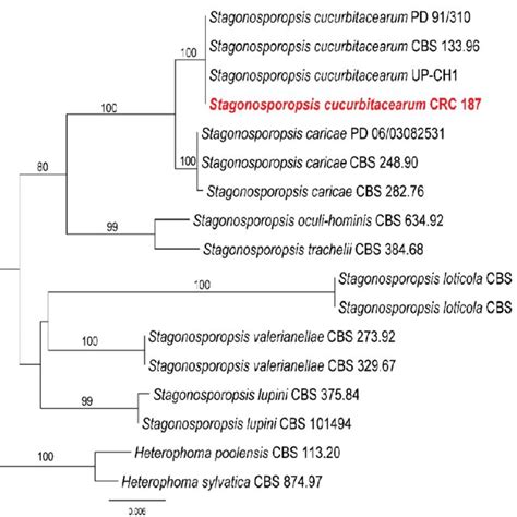 Phylogram Generated From Maximum Likelihood Analysis Based On Combined