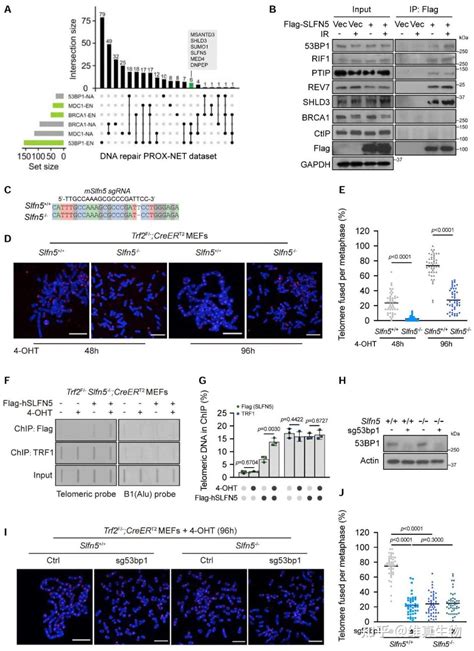 Molecular Cell（if 19 328） 同济大学医学院袁健团队合作研究揭示高阶dna修复拓扑结构的调控机制 知乎