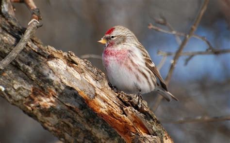 Чечетка (Carduelis flammea): описание, обитание, виды, фото, голос