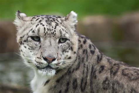 170+ Snow Leopard Himalayas Stock Photos, Pictures & Royalty-Free ...