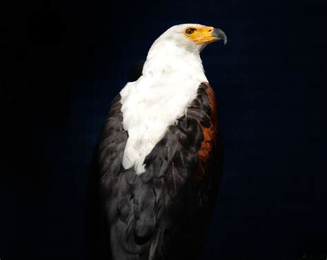 The African Fish Eagle An Icon Of Africa