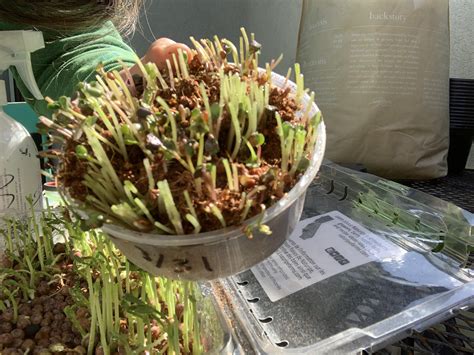 Harvesting Microgreens – Part 2 | Project CHEF