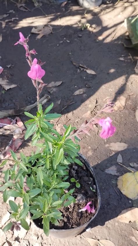 Salvia Greggi Maceta 3 Litros Plantas Morenal