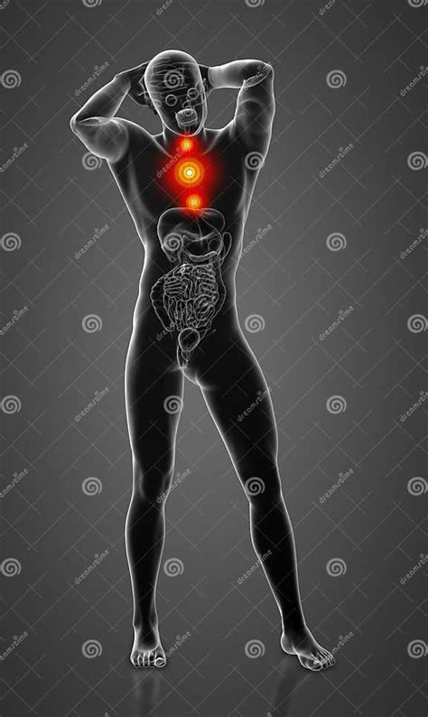 3d Rendering Illustration Of Esophagus Stock Illustration