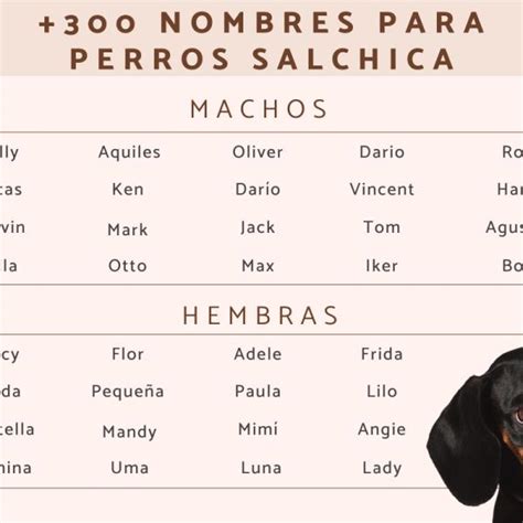 Desagradable Preparar Trascender Raza De Perro Salchicha En Ingles