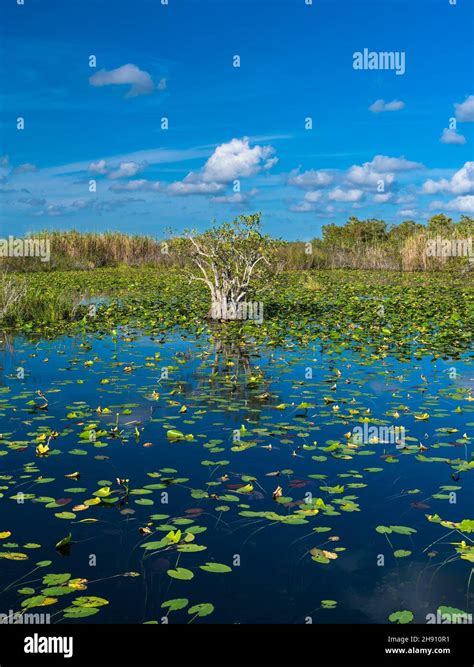 The Everglades National Park Florida Usa Stock Photo Alamy