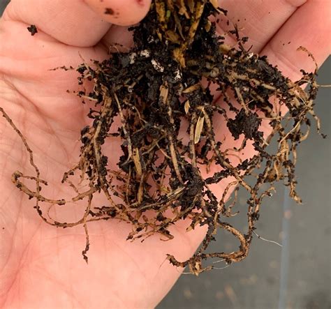 Pests Diseases And Problems — Newgen® Boxwood