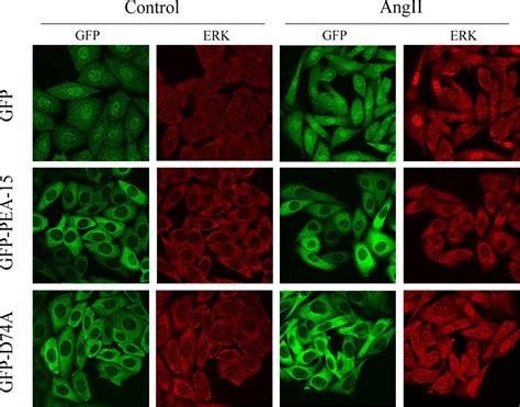 Akt Down Regulates Erk Nuclear Localization And Angiotensin Ii