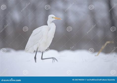 White egret stock photo. Image of beak, feathers, environment - 242740354